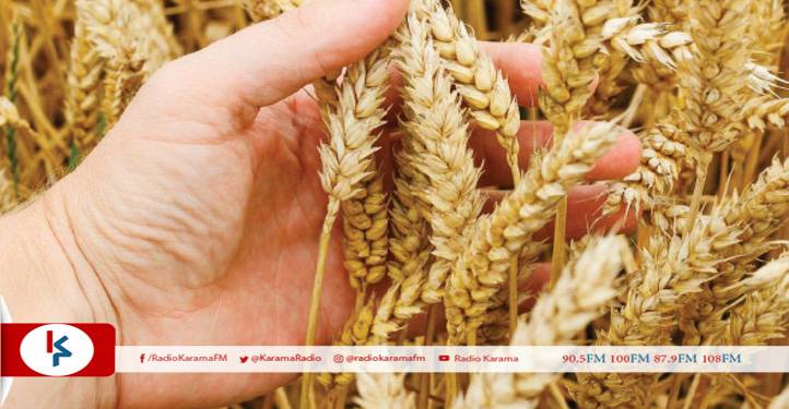 القصرين: نسبة إنبات الحبوب المطرية منعدمة خلال الموسم الفلاحي 2022-2023