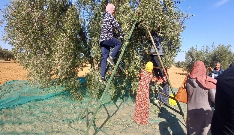 تقدم موسم جني الزيتون بسيدي بوزيد