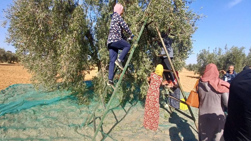 تقدم موسم جني الزيتون بسيدي بوزيد