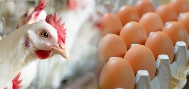 هكذا ستكون أسعار الدجاج و البيض خلال شهر رمضان