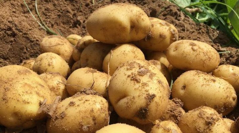وزارة التجارة : لم يقع  توريد كميات من مادة البطاطا خلال الفترة الأخيرة