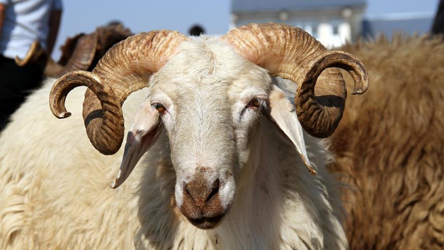 مفتي الجمهورية يوضح بشأن مسألة اقتناء أضحية العيد