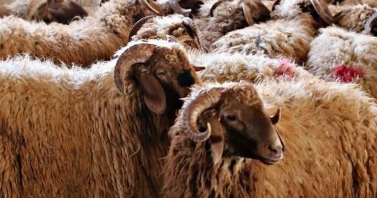 نصائح بيطرية بمناسبة عيد الاضحى