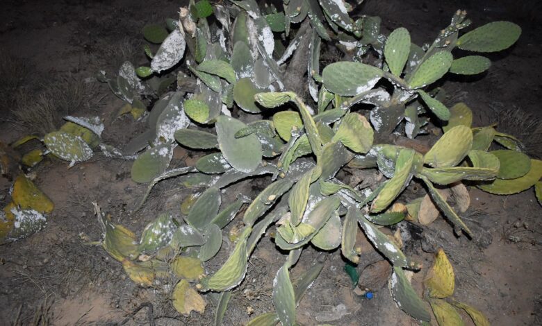 سيدي بوزد : استخدام قذيفة نار(Coquille de feu) للقضاء على الحشرة القرمزية