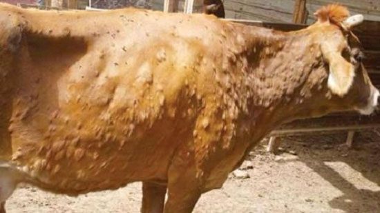 تحذيرات وزارة الفلاحة من مرض الجلد العقدي المعدي عند الأبقار