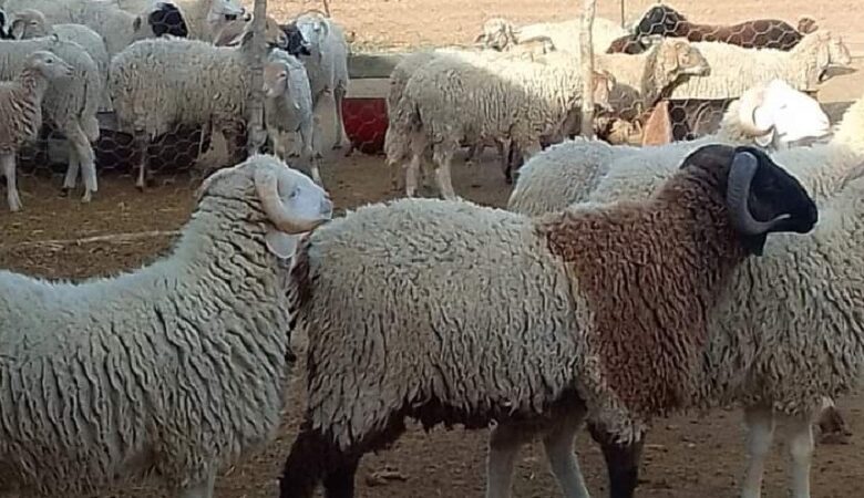 المنظمة التونسية لإرشاد المستهلك : رغم تراجع طفيف في أسعار الأضاحي هناك غياب للحركية بالأسواق