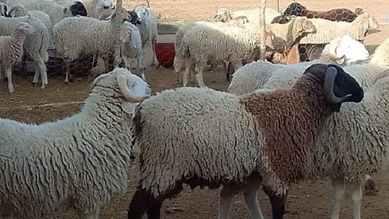 المنظمة التونسية لإرشاد المستهلك : رغم تراجع طفيف في أسعار الأضاحي هناك غياب للحركية بالأسواق