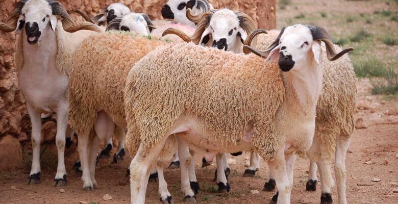 إتحاد الفلاحة : أسعار الأضاحي تتراوح بين 800 و1300 دينار