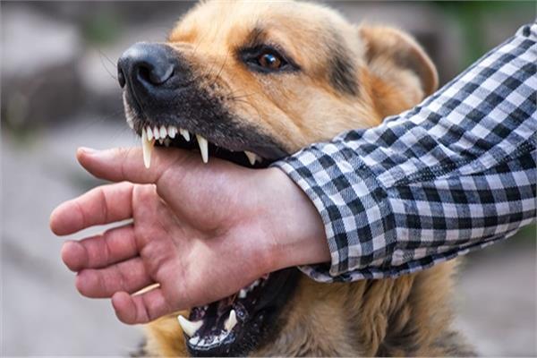 حاتم الغزال : يجب تنظيم حملة وطنية لمقاومة داء الكلب في أسرع وقت